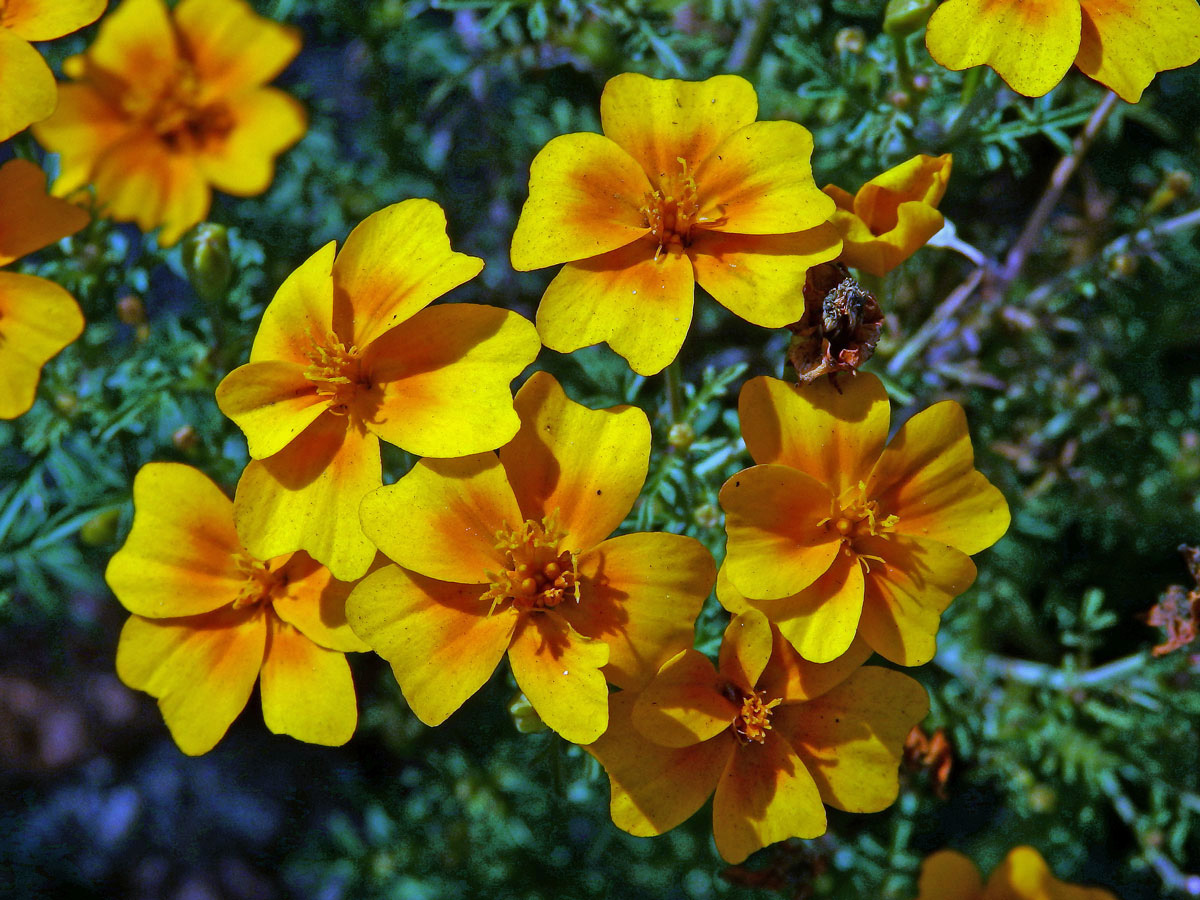 Aksamitník jemnolistý (Tagetes tenuifolia Cav.)