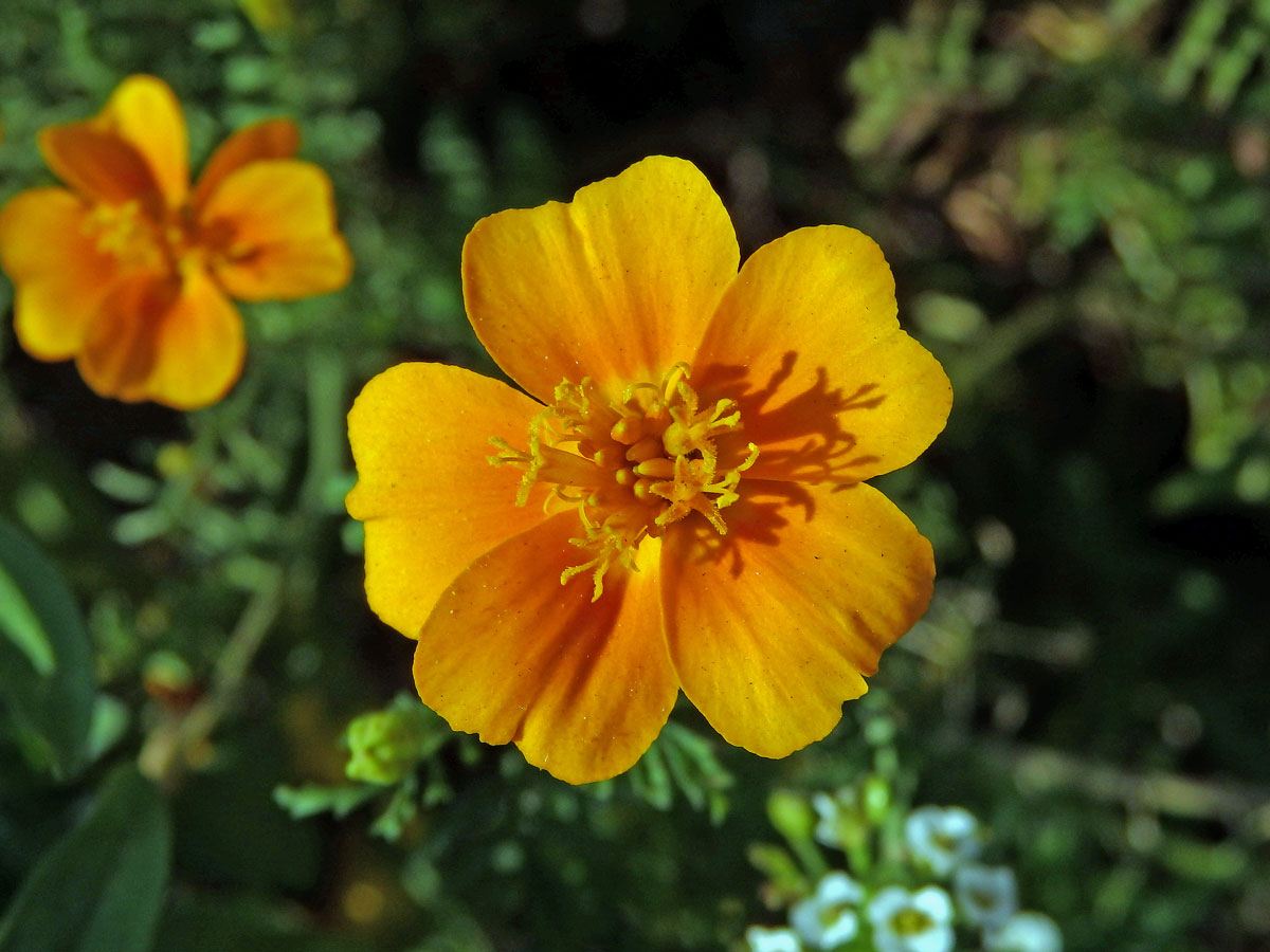 Aksamitník jemnolistý (Tagetes tenuifolia Cav.)