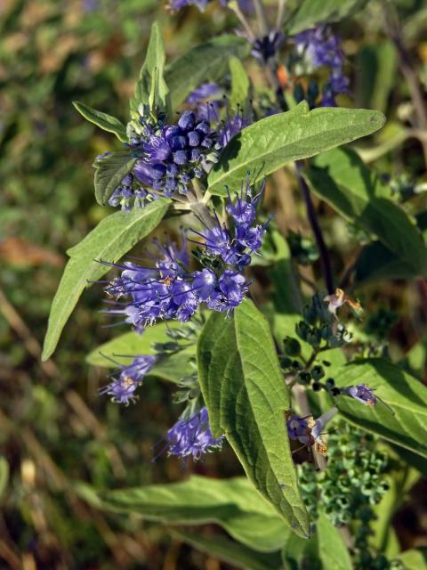 Ořechokřídlec klandonský (Caryopteris × clandonensis Simmonds)