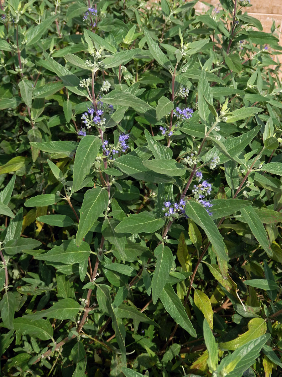 Ořechokřídlec klandonský (Caryopteris × clandonensis Simmonds)