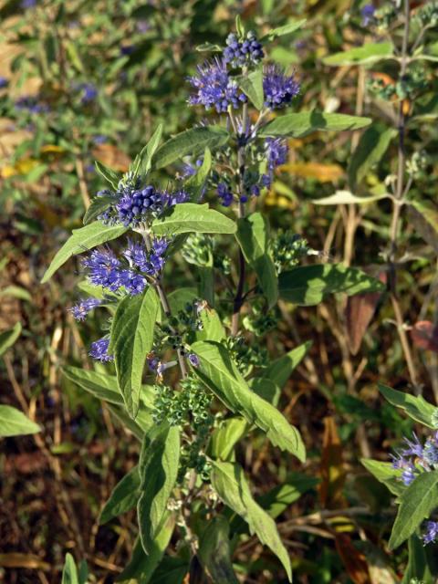 Ořechokřídlec klandonský (Caryopteris × clandonensis Simmonds)