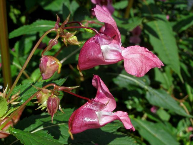 Netýkavka žláznatá (Impatiens glandulifera Royle)