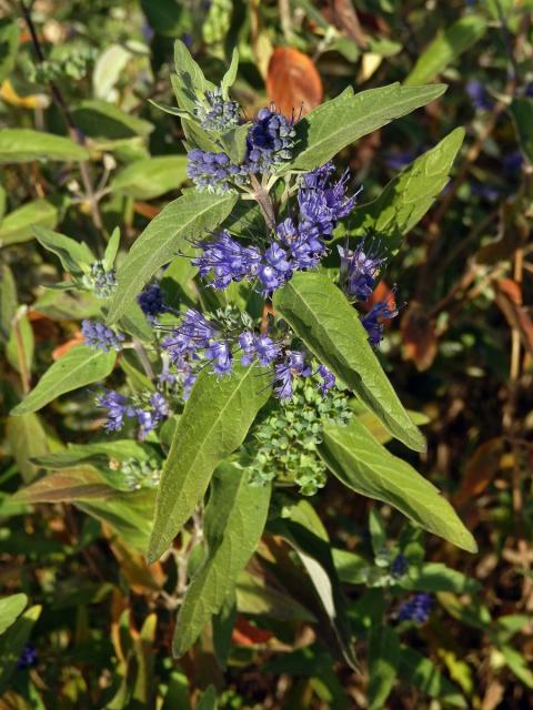 Ořechokřídlec klandonský (Caryopteris × clandonensis Simmonds)