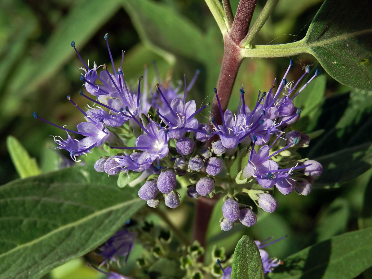 Ořechokřídlec klandonský (Caryopteris × clandonensis Simmonds)