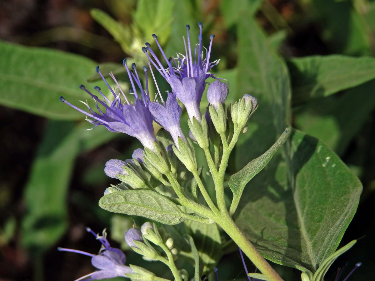 Ořechokřídlec klandonský (Caryopteris × clandonensis Simmonds)