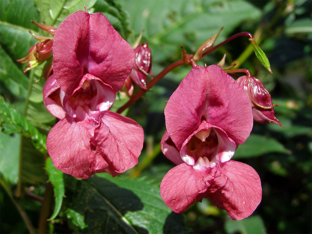 Netýkavka žláznatá (Impatiens glandulifera Royle)