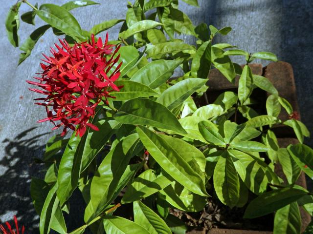 Ixora casei Hance