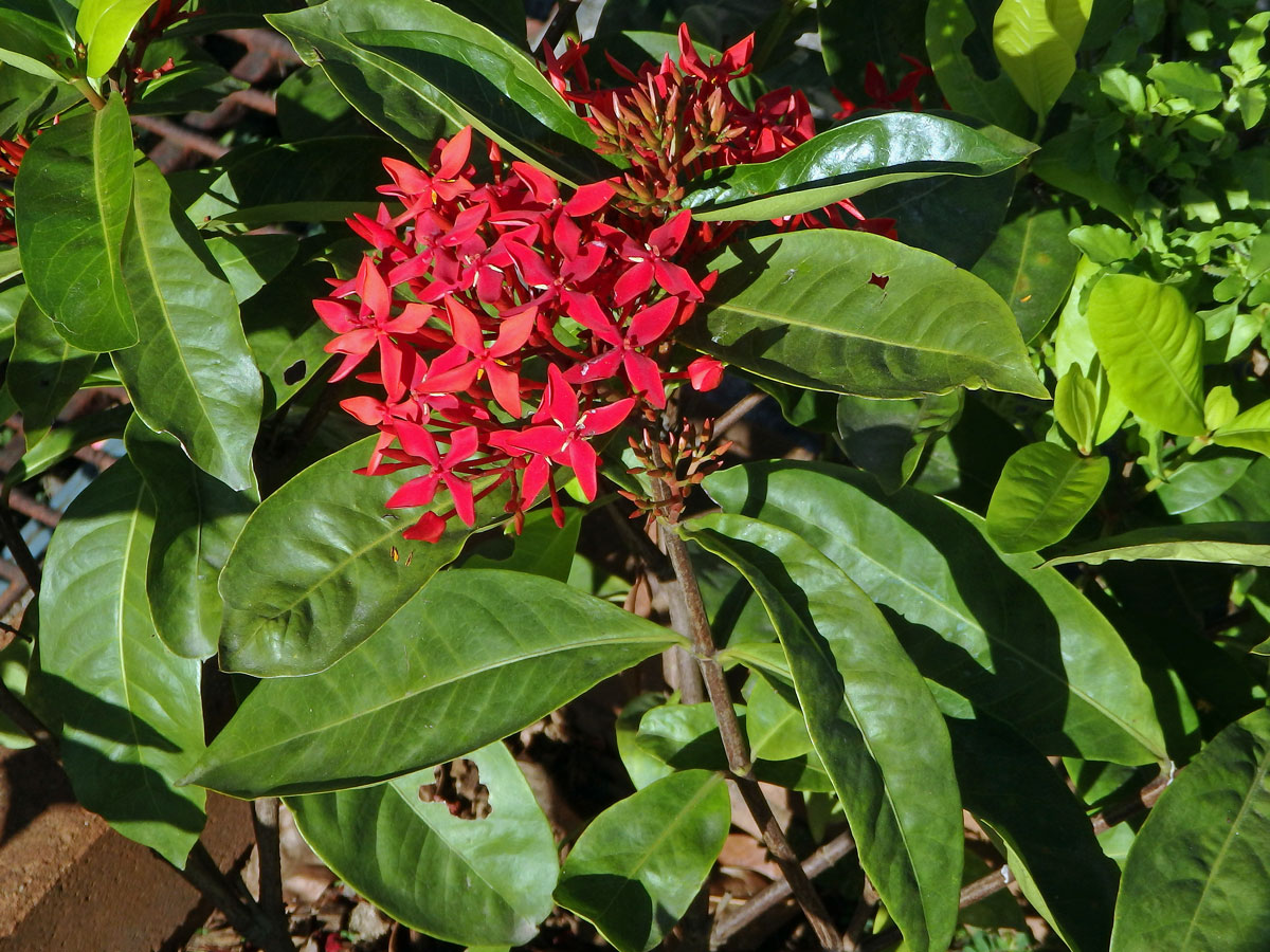 Ixora casei Hance