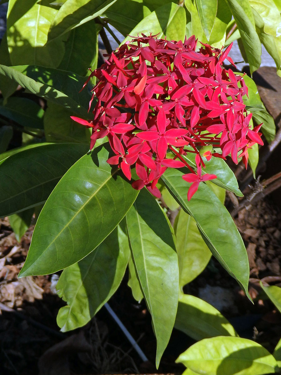 Ixora casei Hance