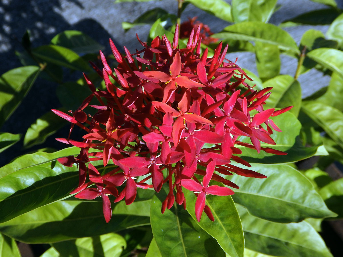 Ixora casei Hance