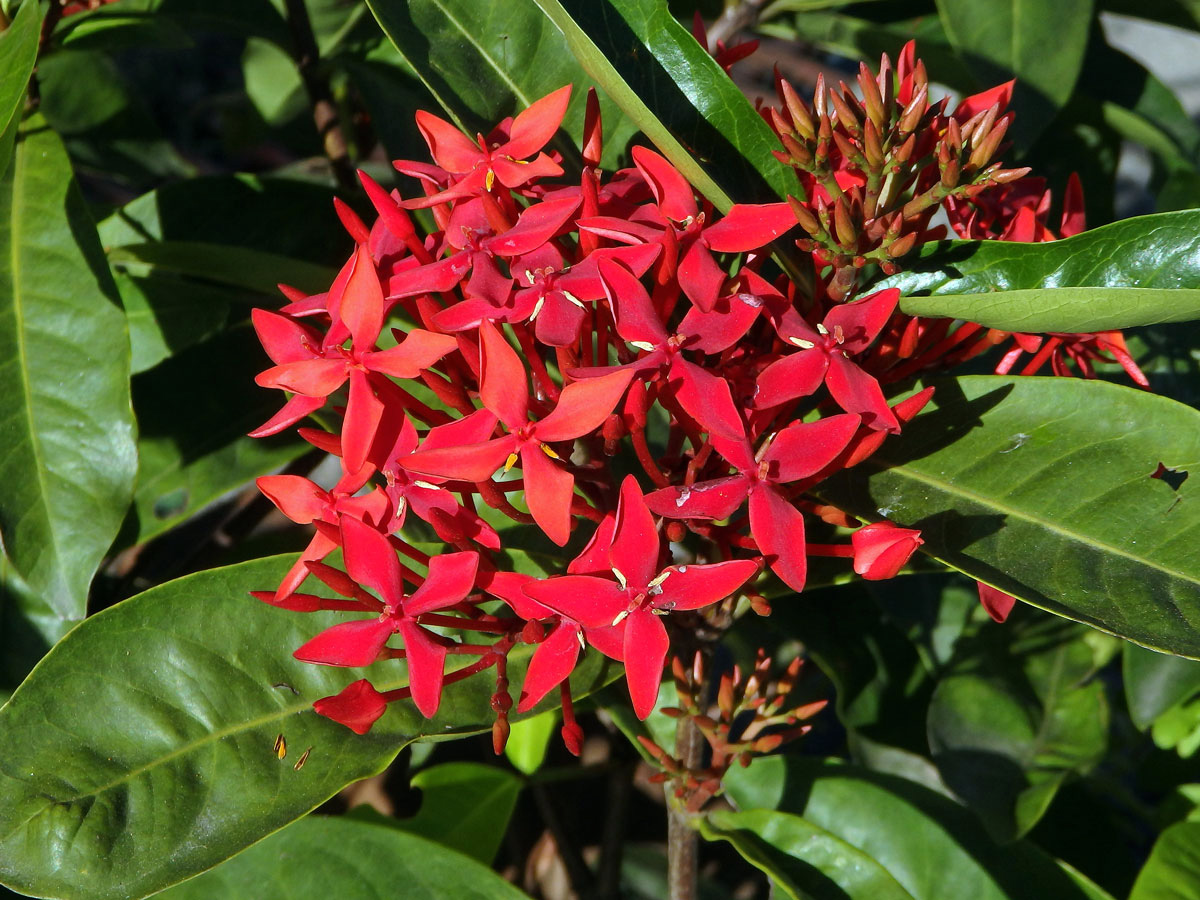 Ixora casei Hance