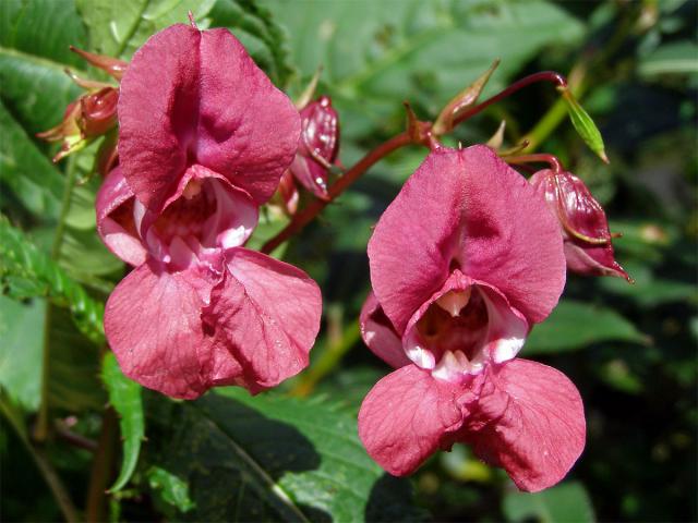 Netýkavka žláznatá (Impatiens glandulifera Royle)