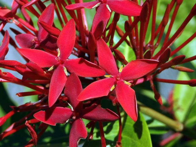 Ixora casei Hance