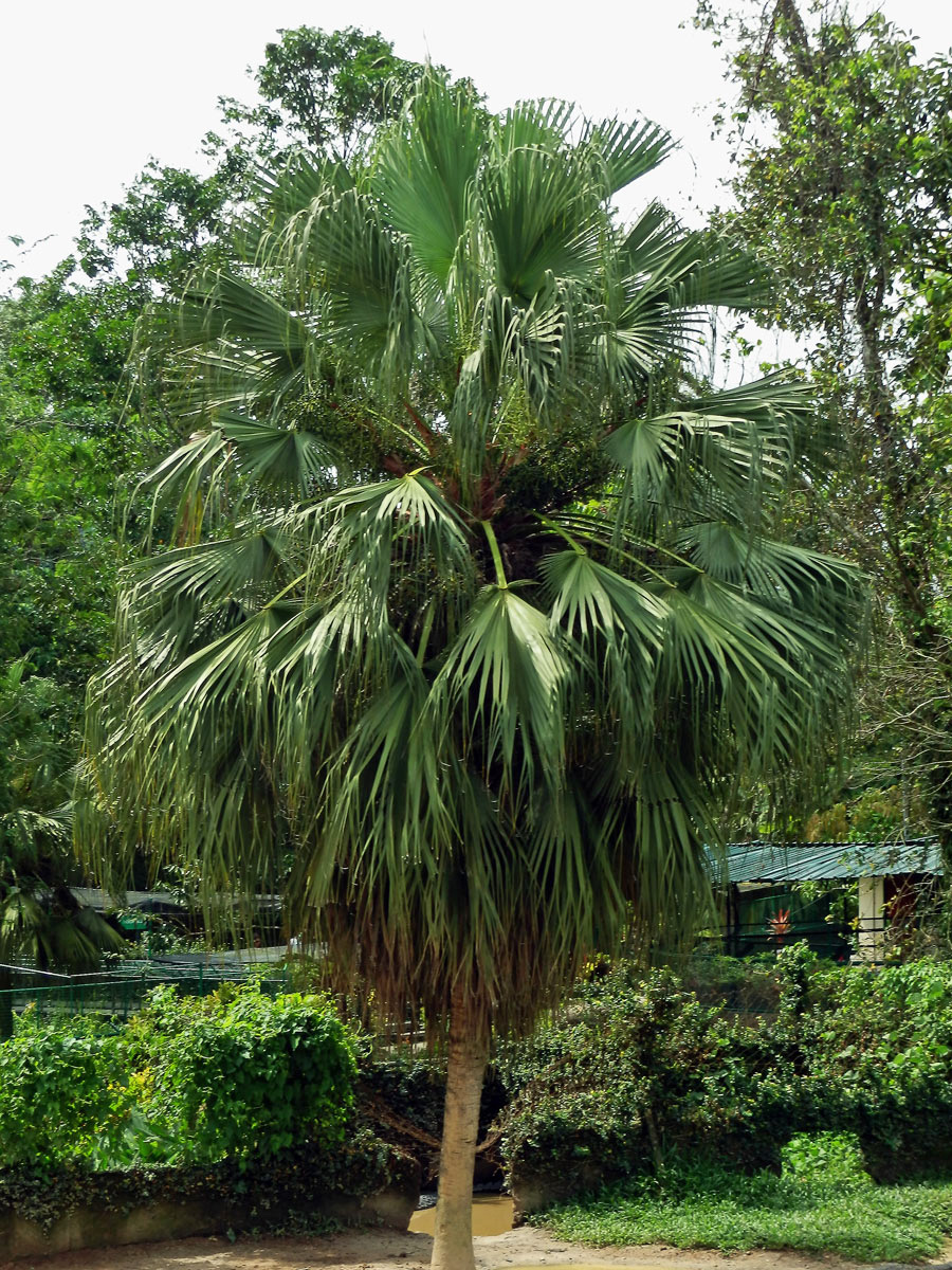 Livistona chinensis (Jacq.) R. Br. ex Mart