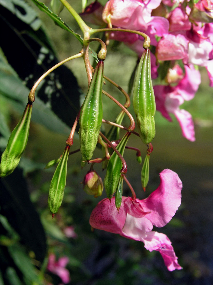 Netýkavka žláznatá (Impatiens glandulifera Royle)