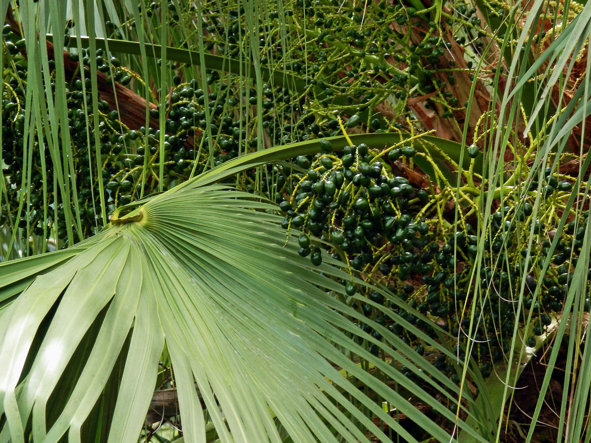 Livistona chinensis (Jacq.) R. Br. ex Mart