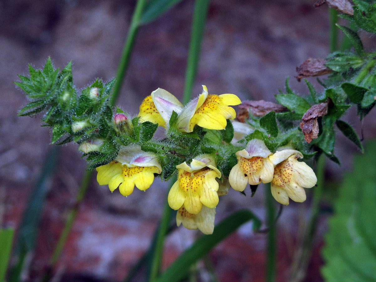 Lindenbergia phillipinensis Benth.