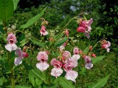 Netýkavka žláznatá (Impatiens glandulifera Royle)