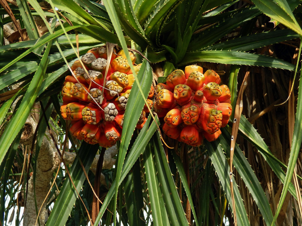 Pandanus tectorius Parkinson ex Du Roi