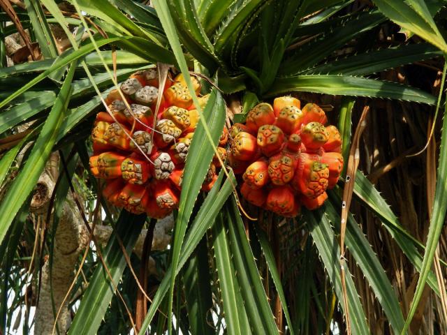 Pandanus tectorius Parkinson ex Du Roi