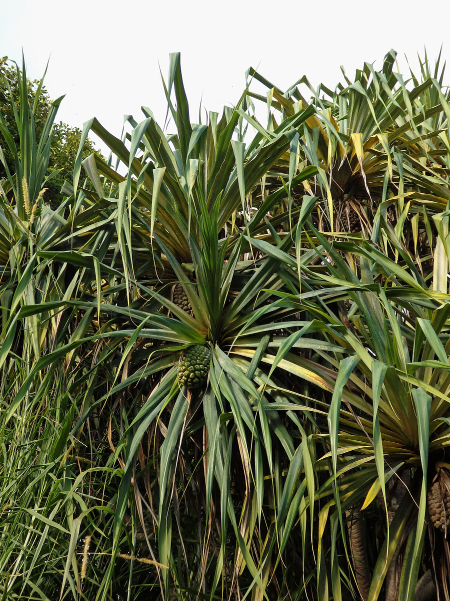 Pandanus tectorius Parkinson ex Du Roi