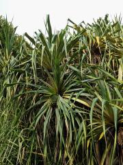 Pandanus tectorius Parkinson ex Du Roi