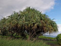 Pandanus tectorius Parkinson ex Du Roi