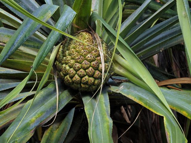 Pandanus tectorius Parkinson ex Du Roi