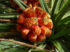 Pandanus tectorius Parkinson ex Du Roi