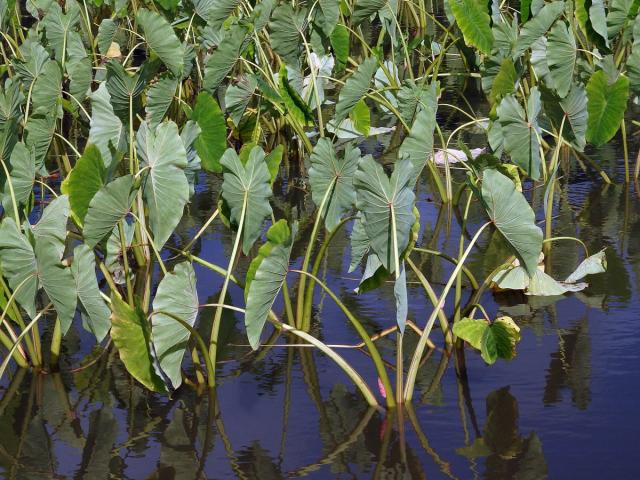 Kolokázie jedlá (Colocasia esculenta (L.) Schott)