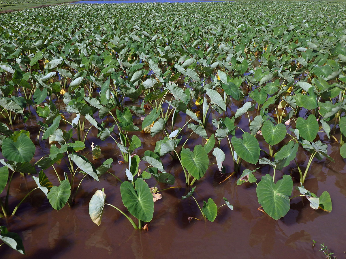 Kolokázie jedlá (Colocasia esculenta (L.) Schott)