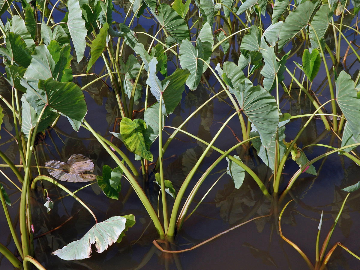 Kolokázie jedlá (Colocasia esculenta (L.) Schott)