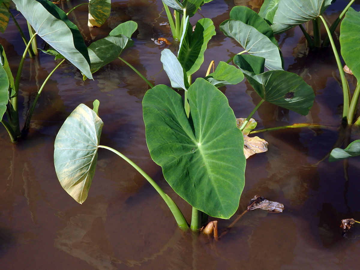 Kolokázie jedlá (Colocasia esculenta (L.) Schott)