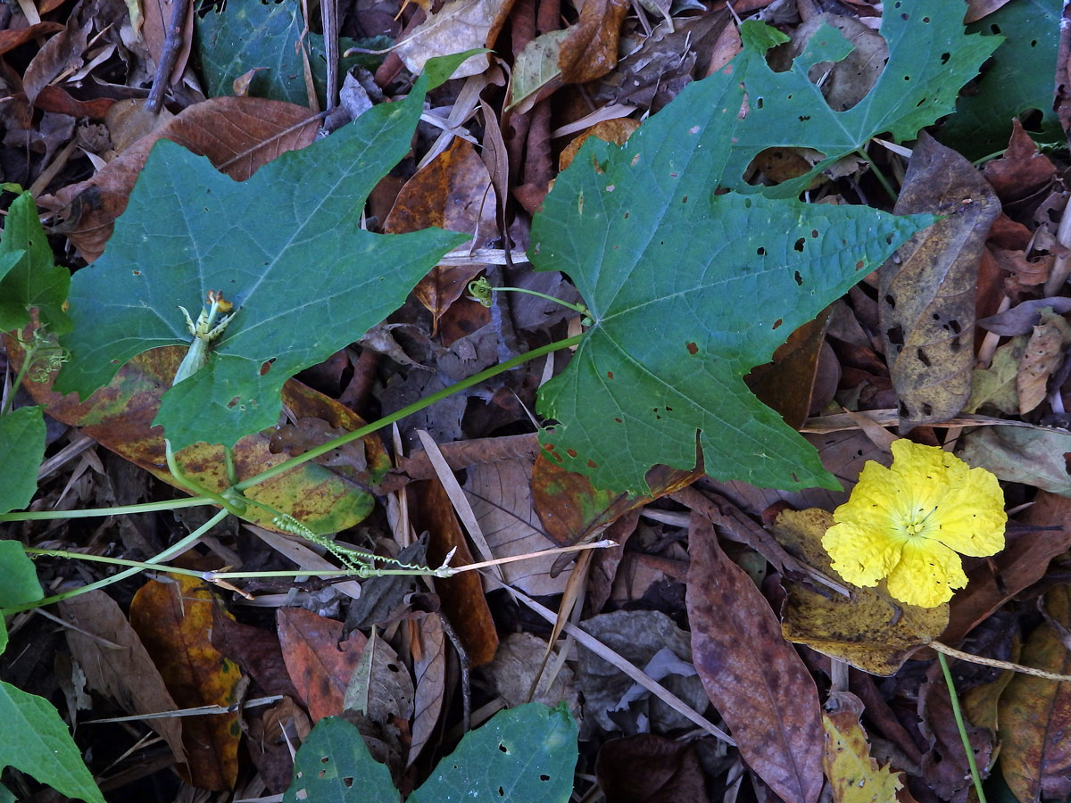 Lufa válcovitá (Luffa cylindrica (L.) M. Roemer)