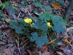 Lufa válcovitá (Luffa cylindrica (L.) M. Roemer)