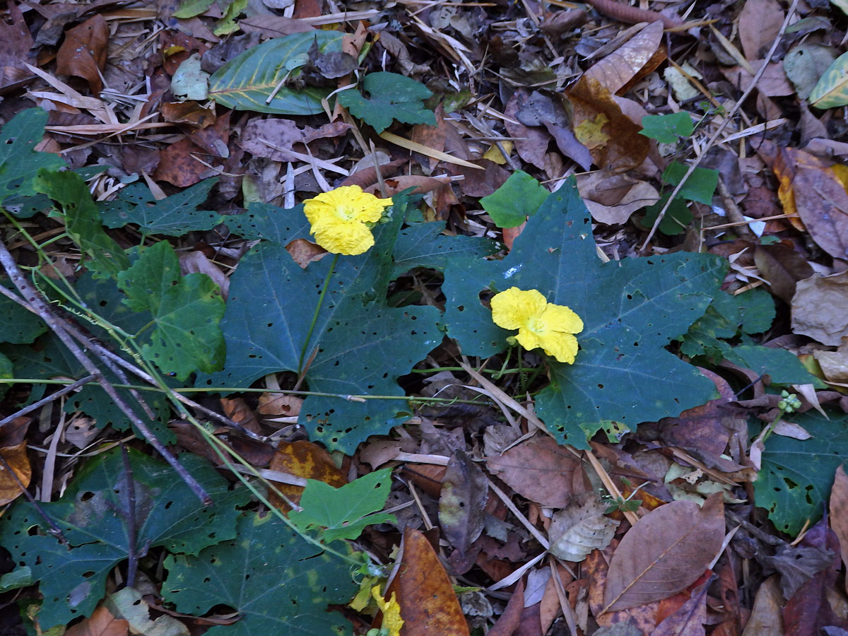 Lufa válcovitá (Luffa cylindrica (L.) M. Roemer)