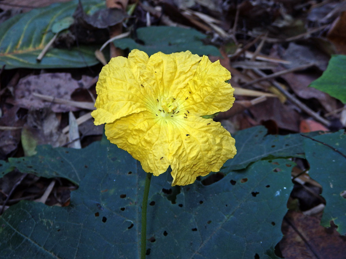 Lufa válcovitá (Luffa cylindrica (L.) M. Roemer)