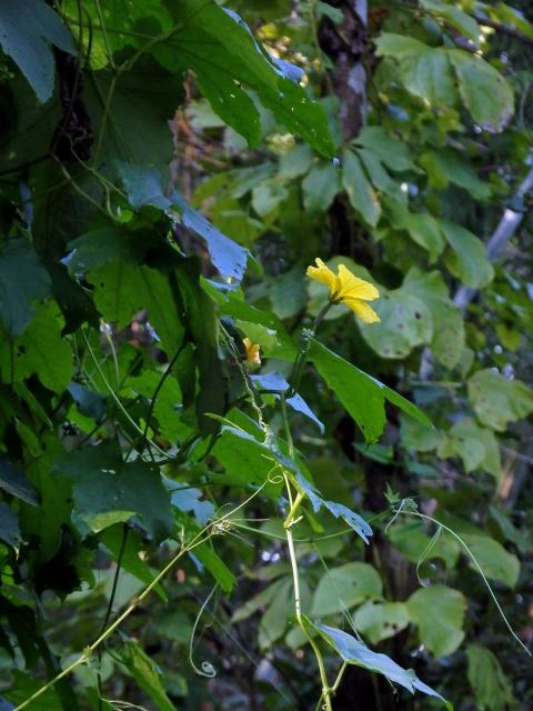 Lufa válcovitá (Luffa cylindrica (L.) M. Roemer)