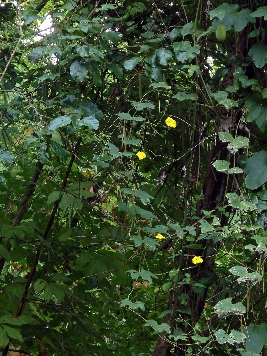 Lufa válcovitá (Luffa cylindrica (L.) M. Roemer)