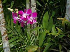 Stromobytec lišajový (Dendrobium phalaenopsis Fitzg.)