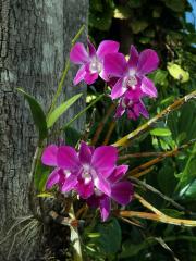 Stromobytec lišajový (Dendrobium phalaenopsis Fitzg.)