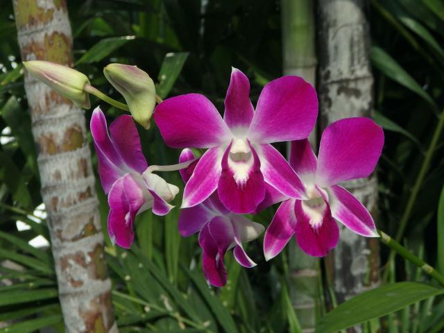 Stromobytec lišajový (Dendrobium phalaenopsis Fitzg.)