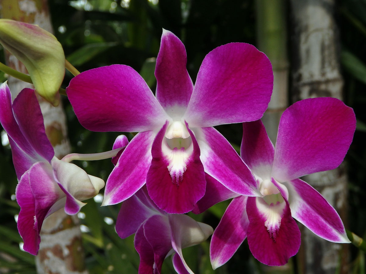 Stromobytec lišajový (Dendrobium phalaenopsis Fitzg.)