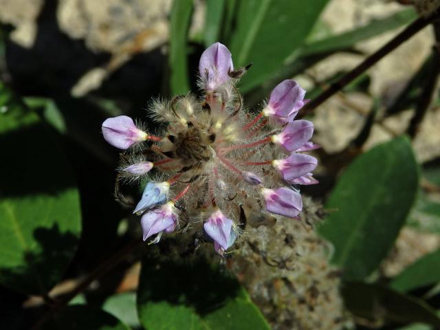 Uraria crinita (L.) Desv. ex DC.)