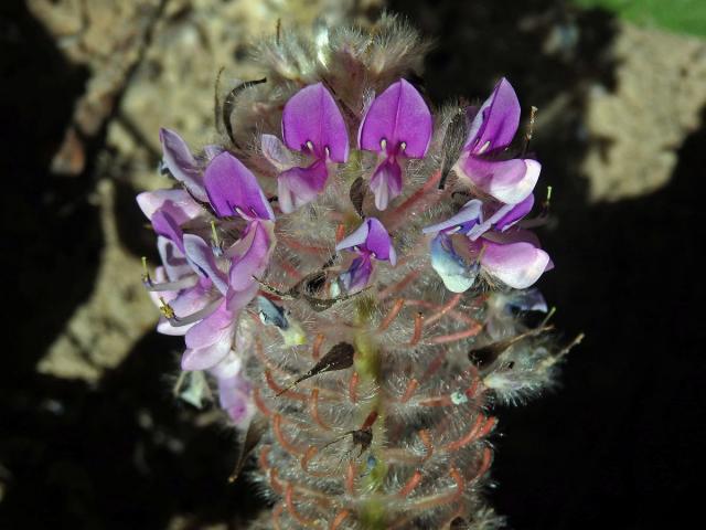 Uraria crinita (L.) Desv. ex DC.)