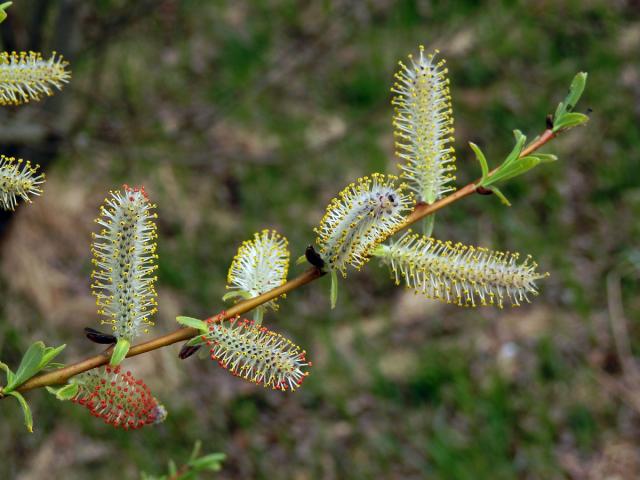 Vrba nachová (Salix purpurea L.)