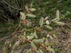 Vrba nachová (Salix purpurea L.)