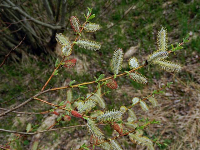 Vrba nachová (Salix purpurea L.)