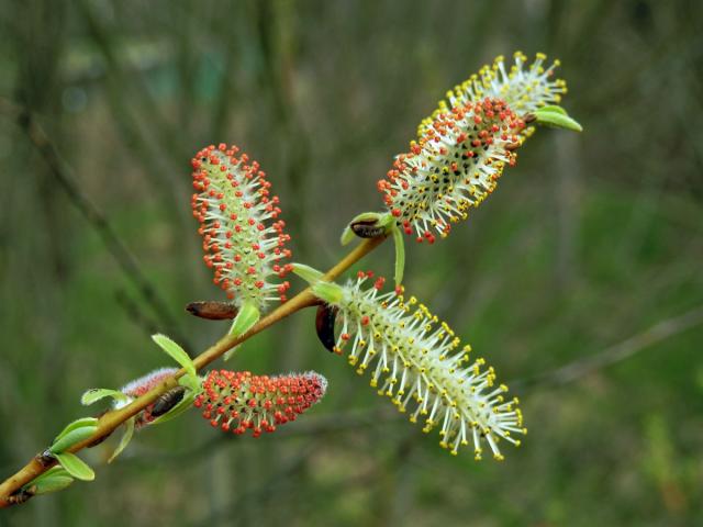 Vrba nachová (Salix purpurea L.)