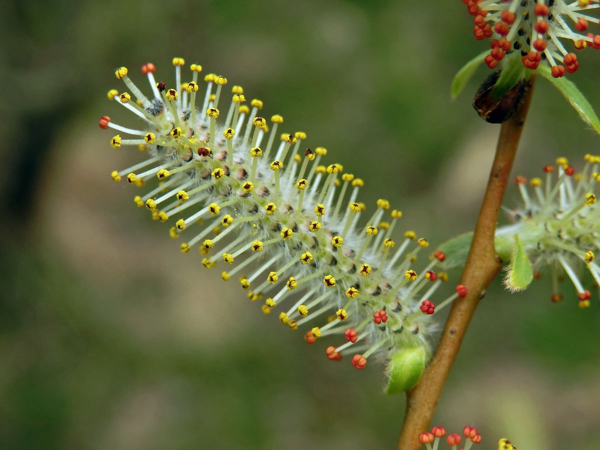 Vrba nachová (Salix purpurea L.)